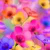 adil.smyej
