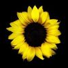 22.sunflower6