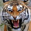 blacktiger071