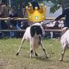 pdpputranunggal