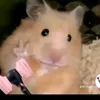 lananhhoangvu0