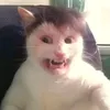 hpetrushkah
