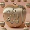 molla.musheer