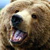 beary_sweet_tt