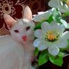 sheikhliza15