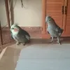 ninfapata1