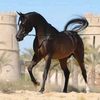 mam.moh5