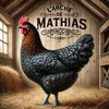 les_poules_de_mathias