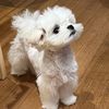 bruce wang maltese