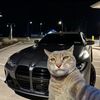 catcat.914