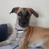 Maya