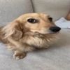 soheestrellita