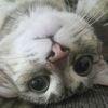 cheapcarpet6