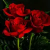 rosee_queen