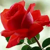 kim.anh0495