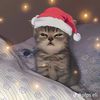 tbmagiccat