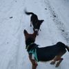 dog_blog5