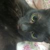 black_hox