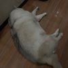 boltgrr
