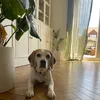 athomewiththelindes