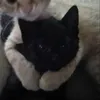 lsvkswrf