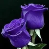 user7718486018192