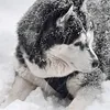 samfuchs4