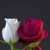 user4500913618474