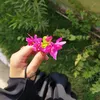 شـاه زنـان