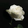 rose_ffg