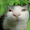 melacoofi