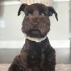 hennybearschnauzer