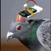 pigeon..pigeon