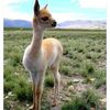 corinacarifl