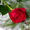 algamd22ee