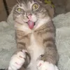 pepiemil
