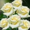 amalmohammed9234