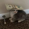 flarbonus