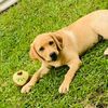krips_78