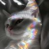 alyhe.id