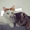cat_lover282
