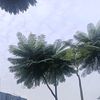 aleshafreya_