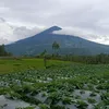 dikifirmansya8