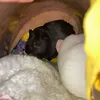 guieanpigsaremine