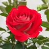 oanh.kim7411
