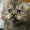cutest_pet786
