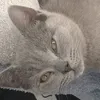 anetacielik0