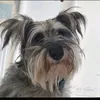 zoliidog