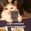 kittenppls