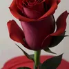 haili683